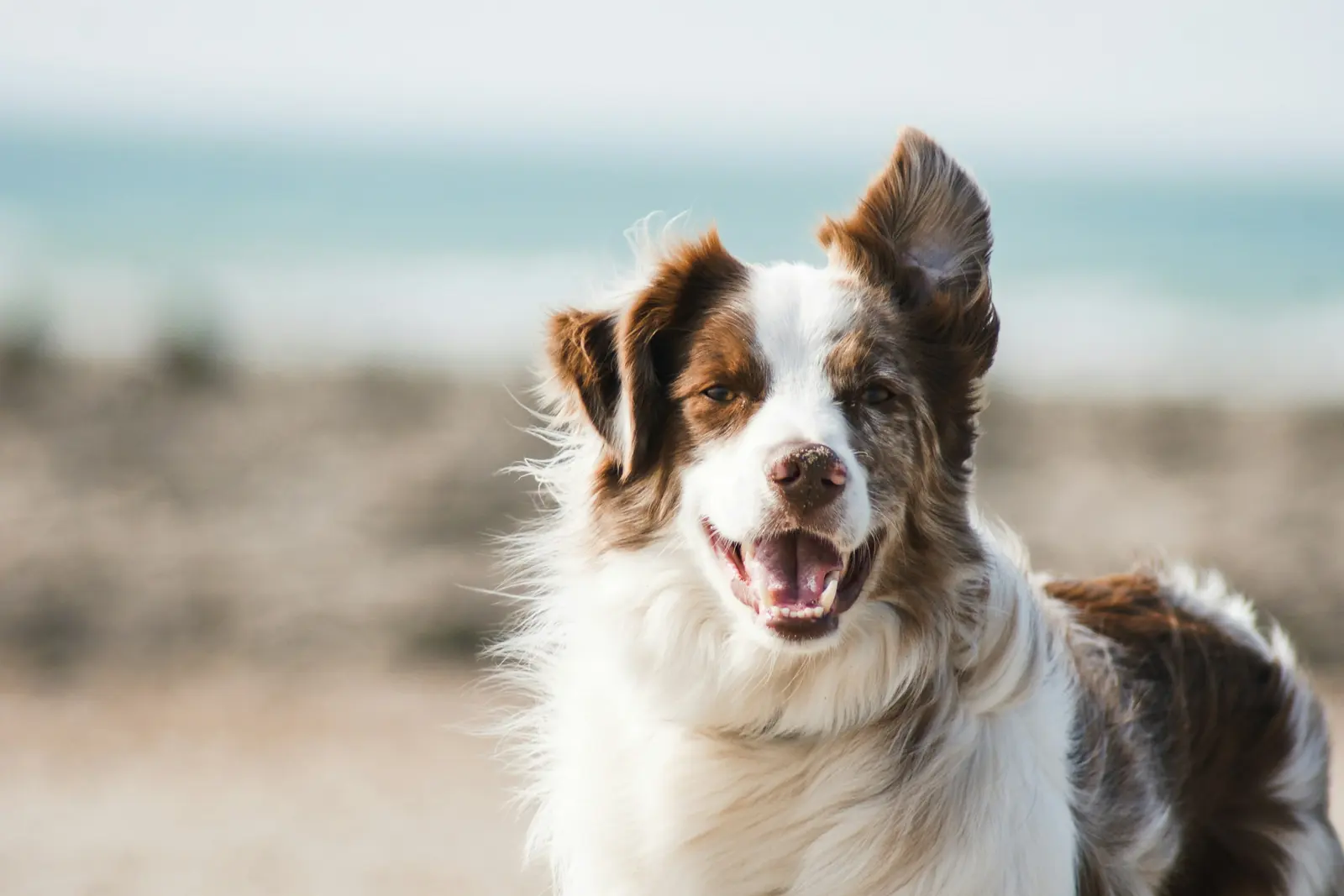 Sample photo for the slider: a long-coated dog on a beach