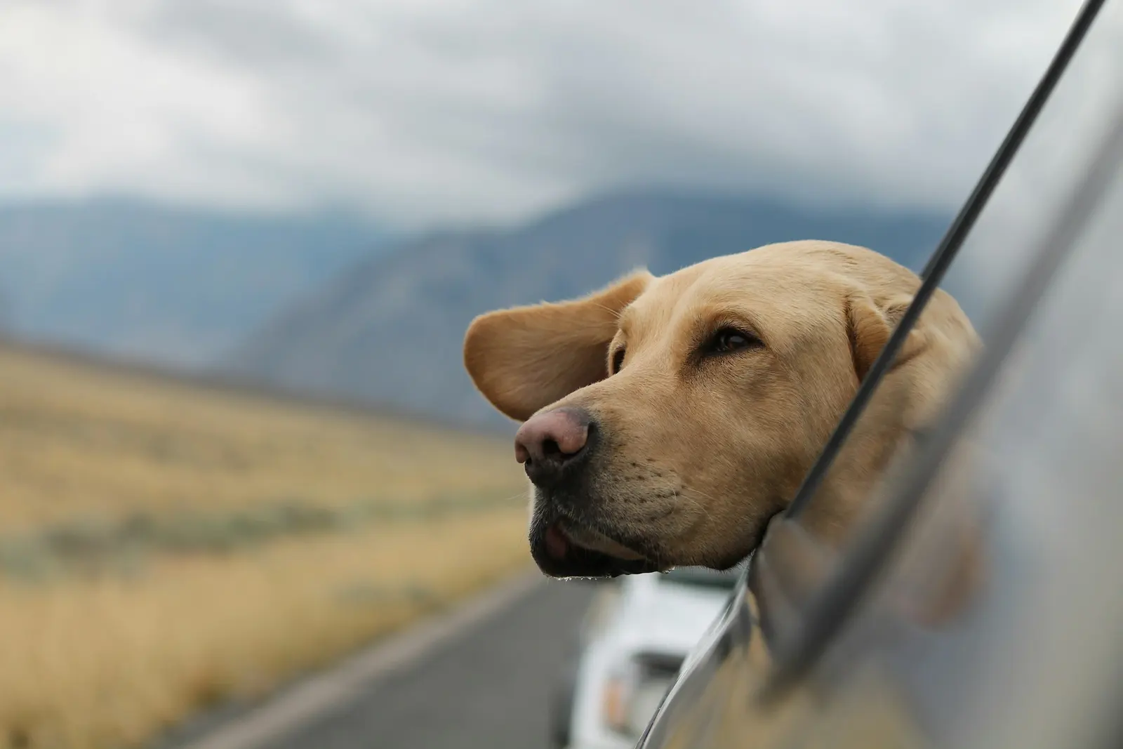 Sample photo for the slider: a Labrador at a car window