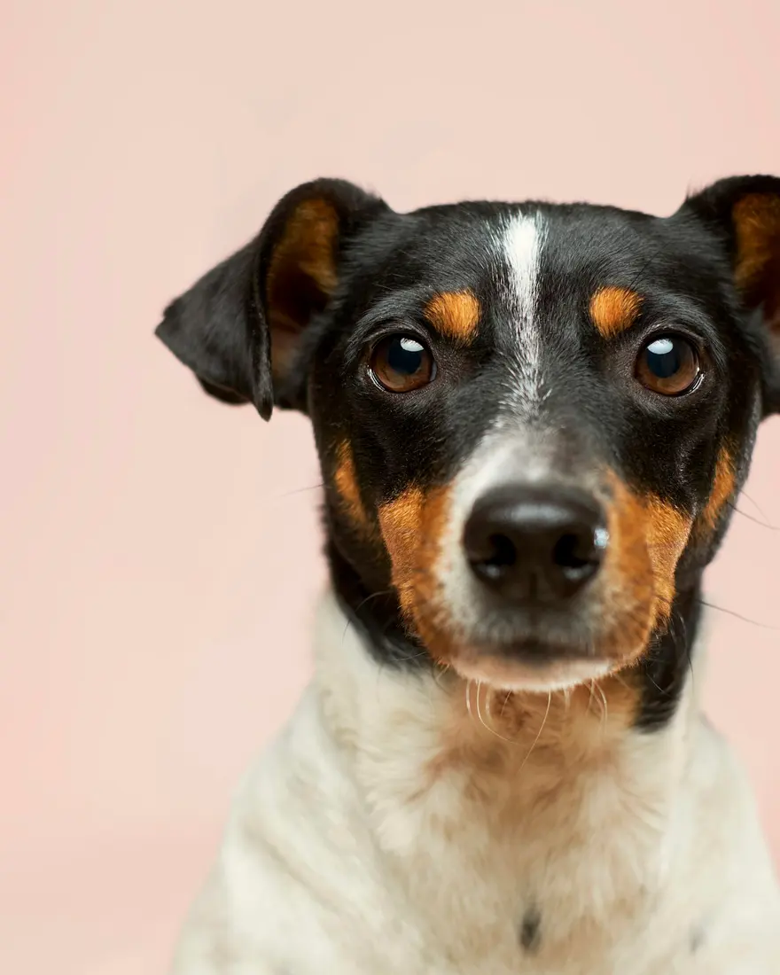 Terrier on a pink backdrop