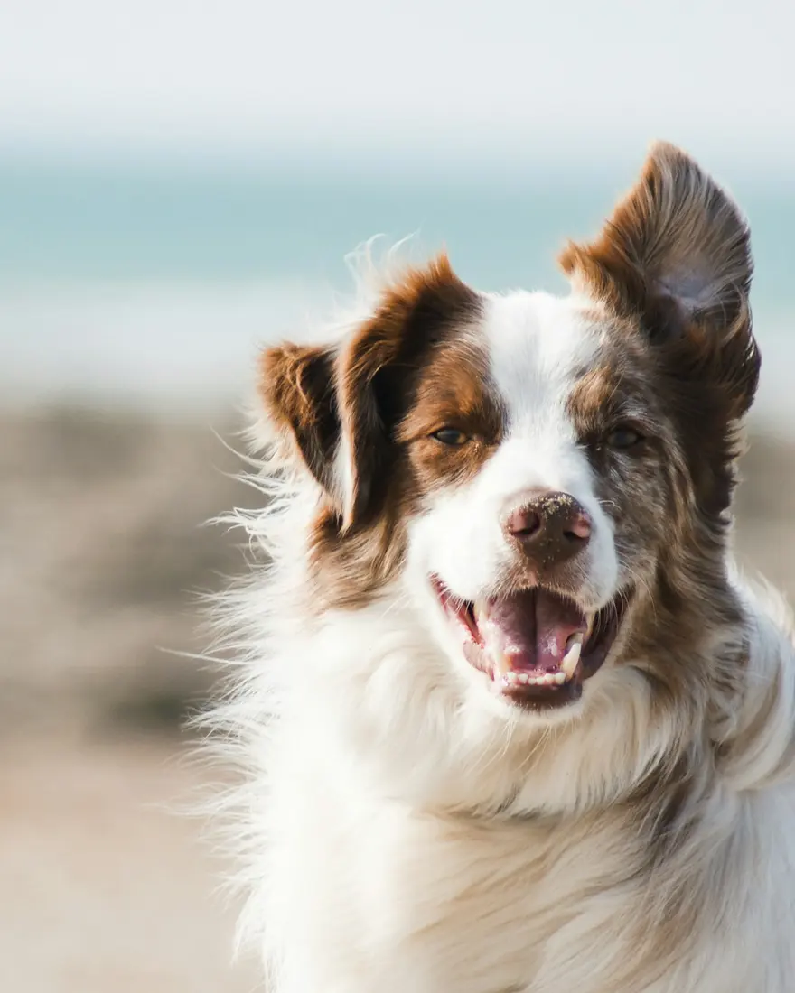 Long-coated dog on a beach
