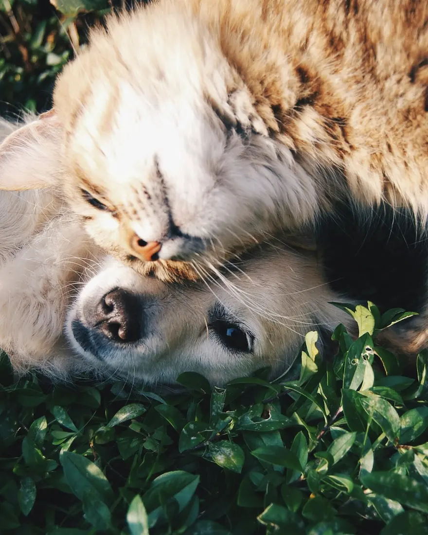 Cat and puppy cuddling on grass