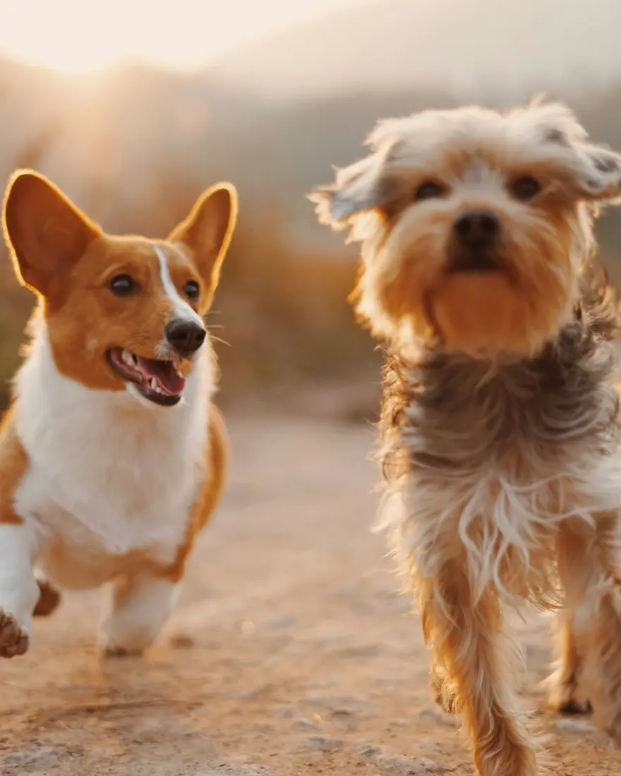 Corgi and Yorkie running on a trail