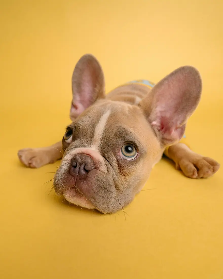 French Bulldog lying on a yellow backdrop