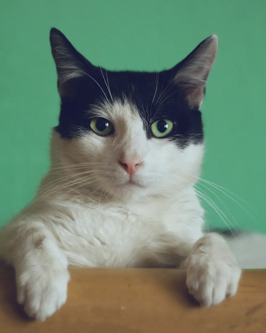 Black-and-white cat