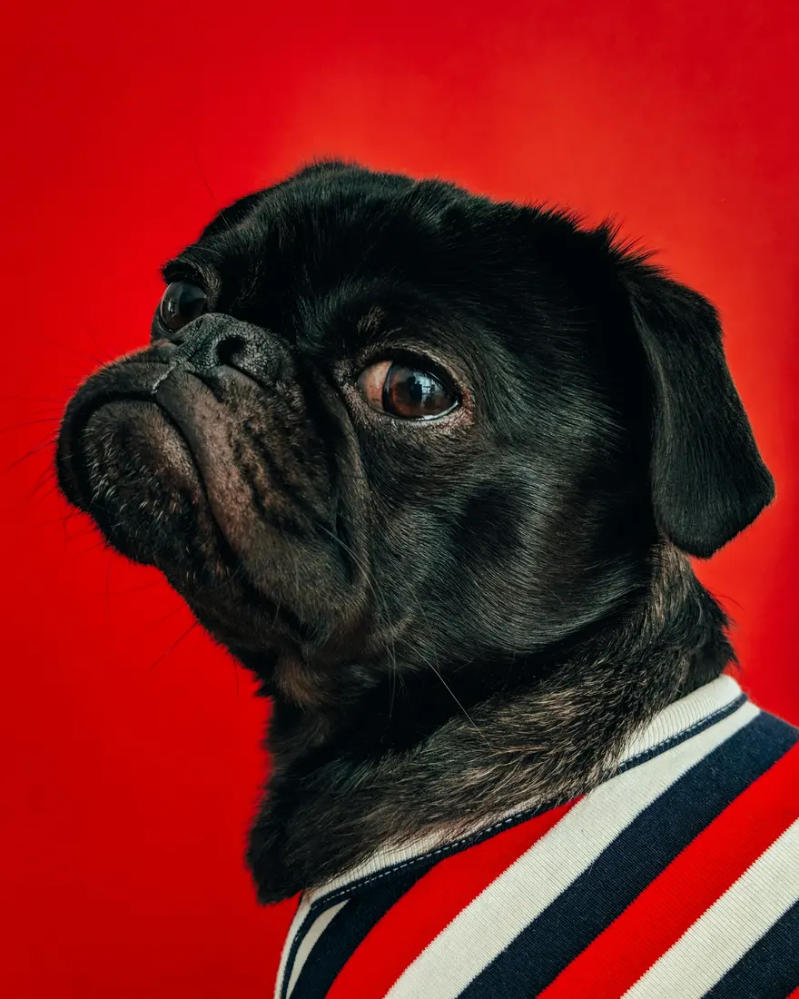 Pug in a striped sweater